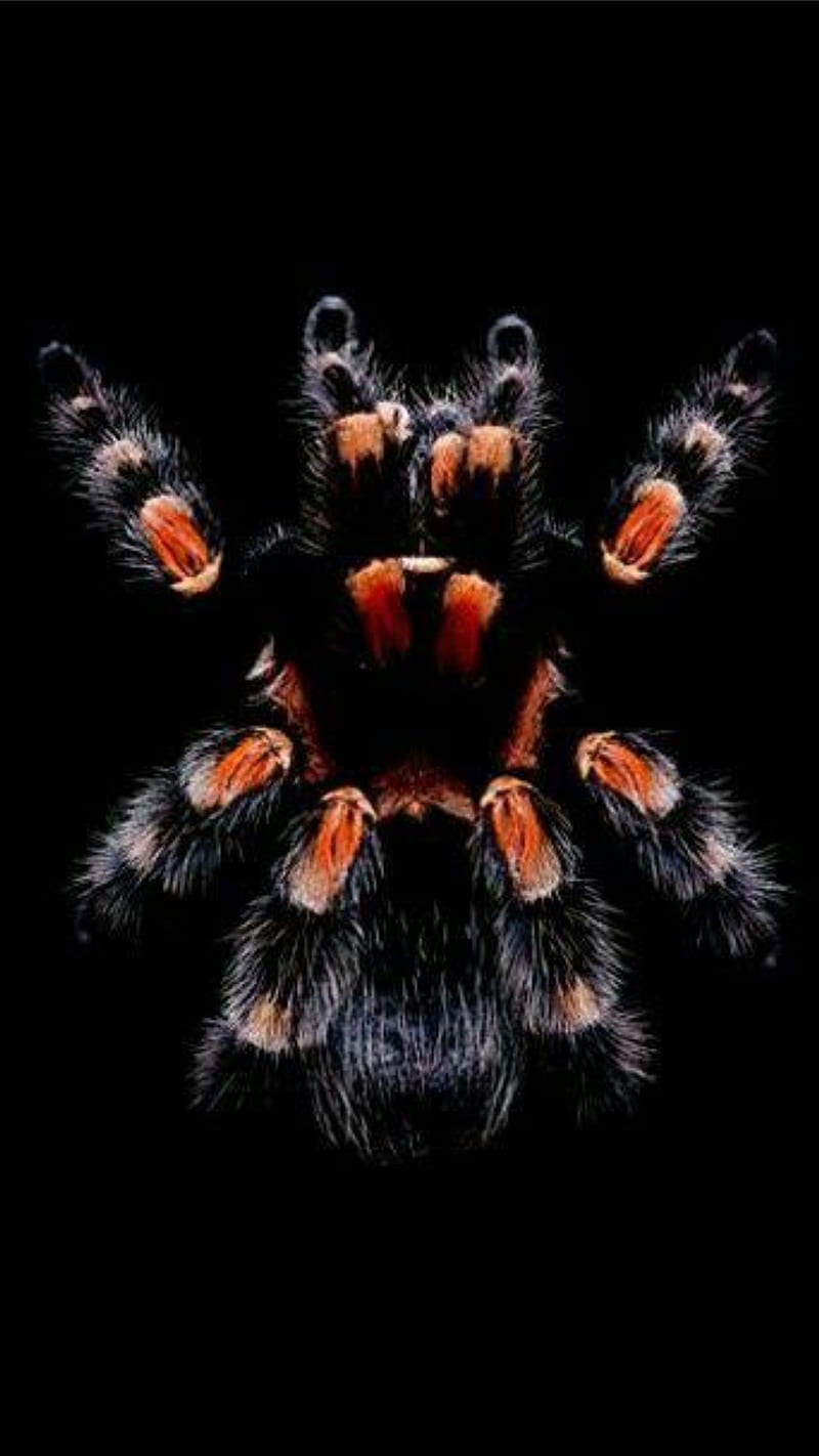 Tarantula, spider, spiders, brown, scary, HD phone wallpaper