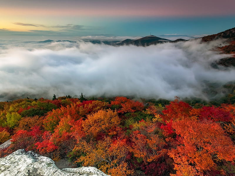 Autumn Forest, North Carolina,USA, forest, autumn, stones, usa, mountains, nature, trees, fog, HD wallpaper