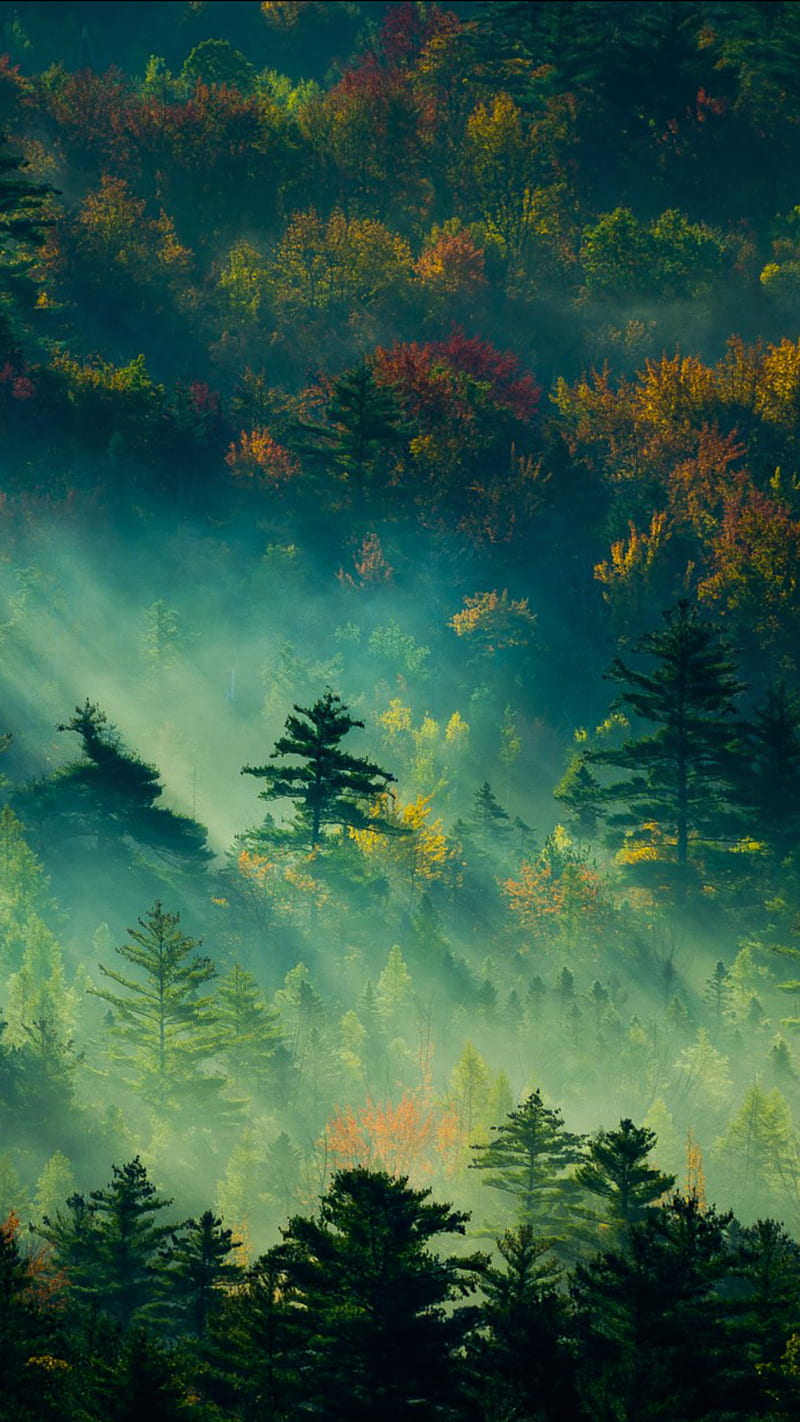 Autumn, beauty, green, light, nature, sun, trees, HD phone wallpaper