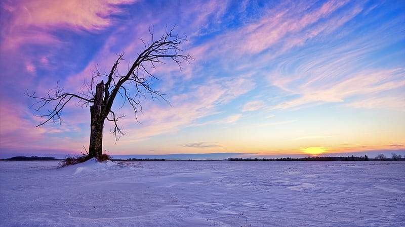 Emptiness and Majesty....., tree, sun, purple, snow, sunset, clouds, sky, winter, HD wallpaper