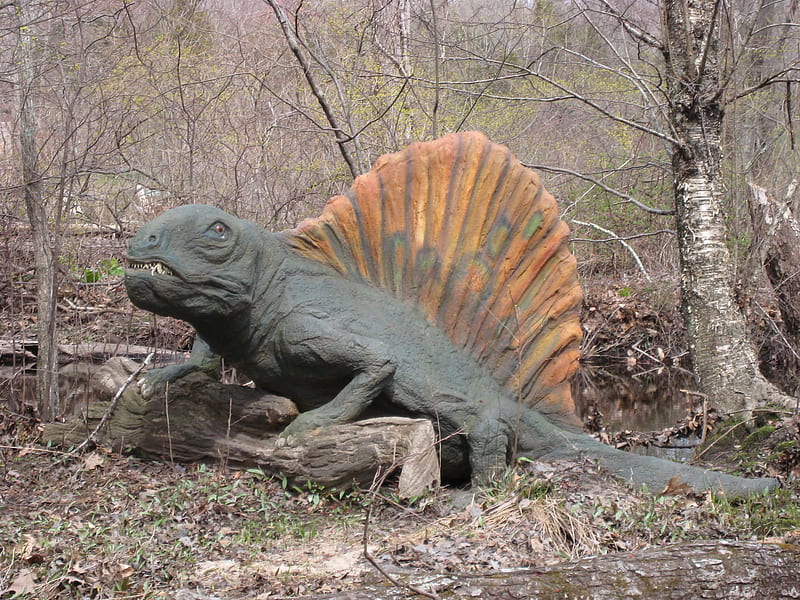 Dimetrodon on Log, carnivore, dinosaur, dimetrodon, reptile, HD wallpaper