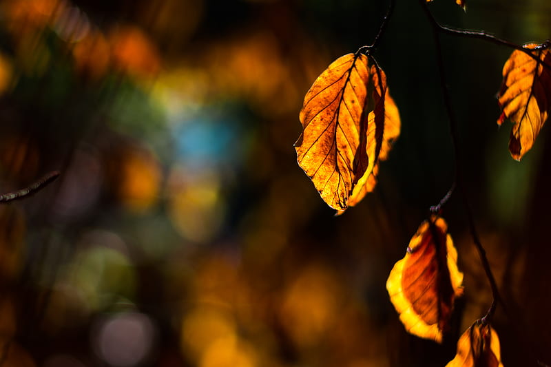 autumn, leaf, branch, sun rays, HD wallpaper