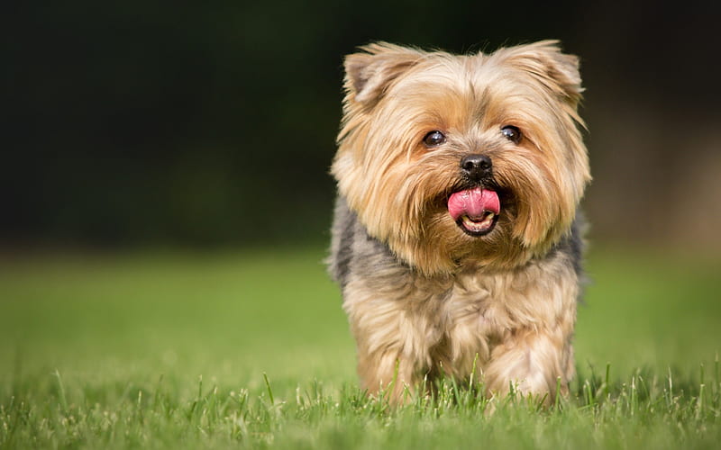 Yorkshire Terrier Dog, lawn, running dog, cute animals, pets, dogs, Yorkshire Terrier, HD wallpaper