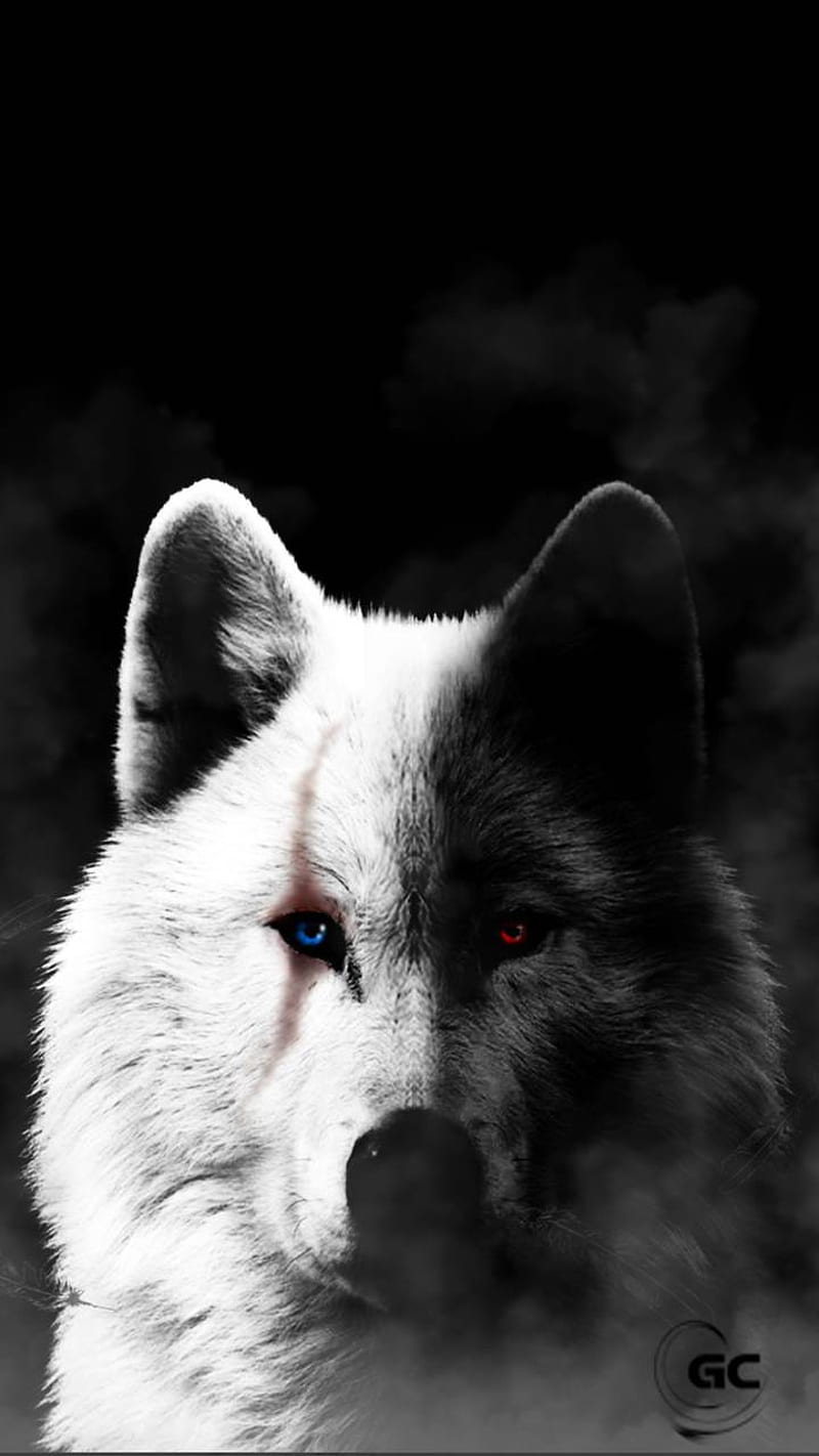 Wolf, black, currently, little, teep, white, HD phone wallpaper