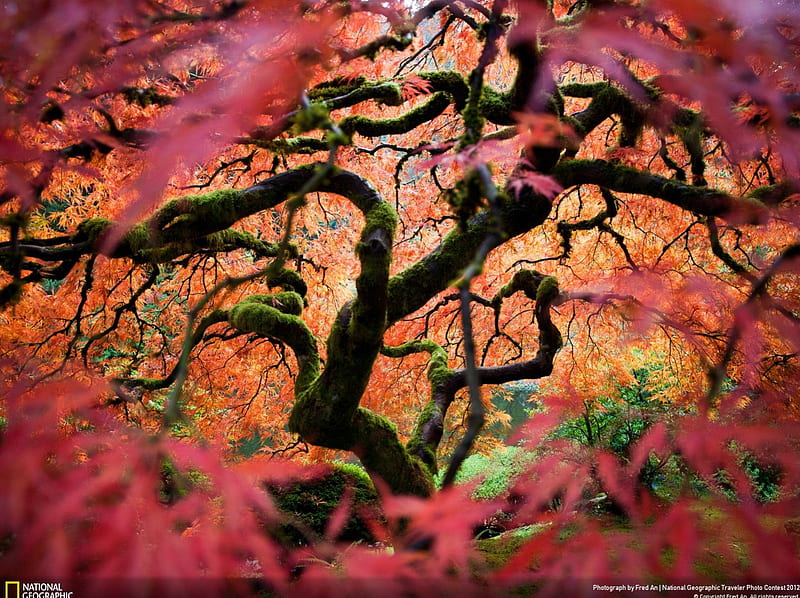 looking into another world, beauty, tree, japanese, maple, HD wallpaper