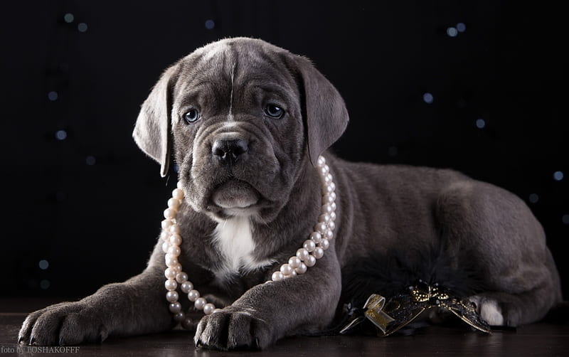 Puppy, black, cane corso, pearls, beads, white, dog, animal, HD wallpaper