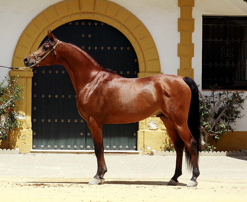 Splendid Beauty, bay, oriental, horses, arabian, HD wallpaper