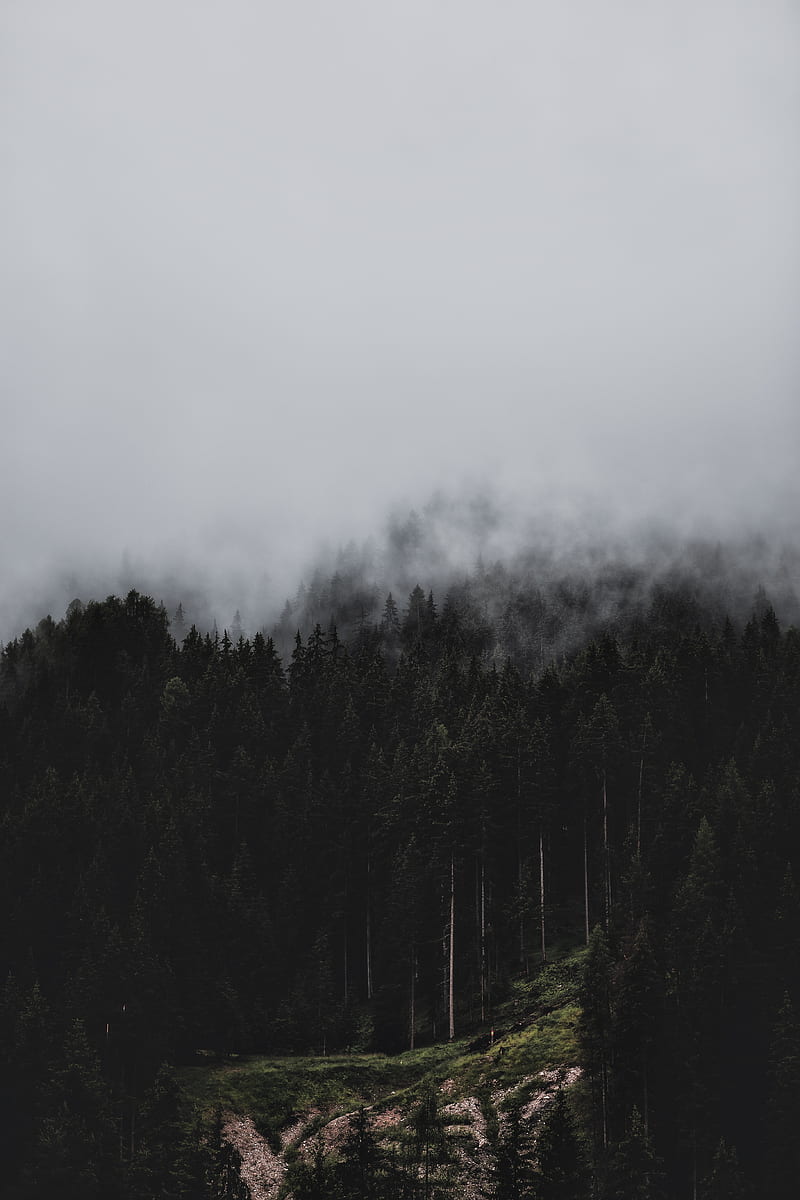 forest, fog, nature, trees, pines, HD phone wallpaper