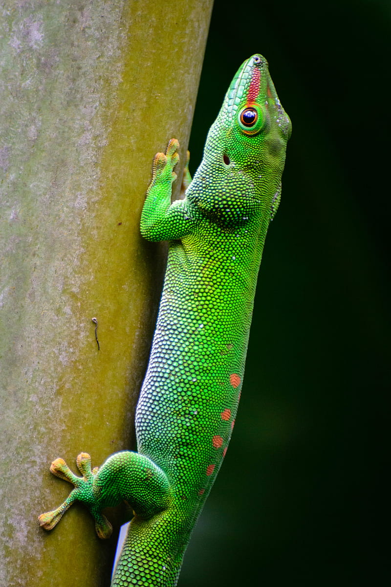 lizard, scales, reptile, green, HD phone wallpaper