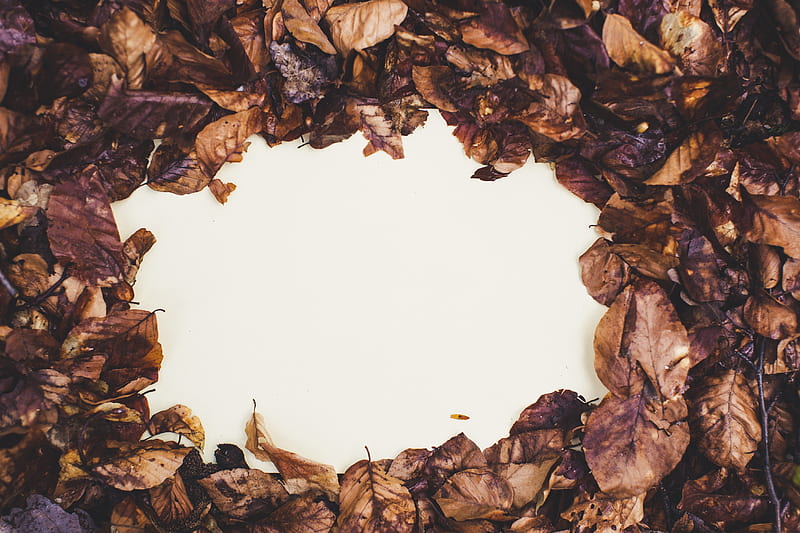 brown leaves on white round plate, HD wallpaper