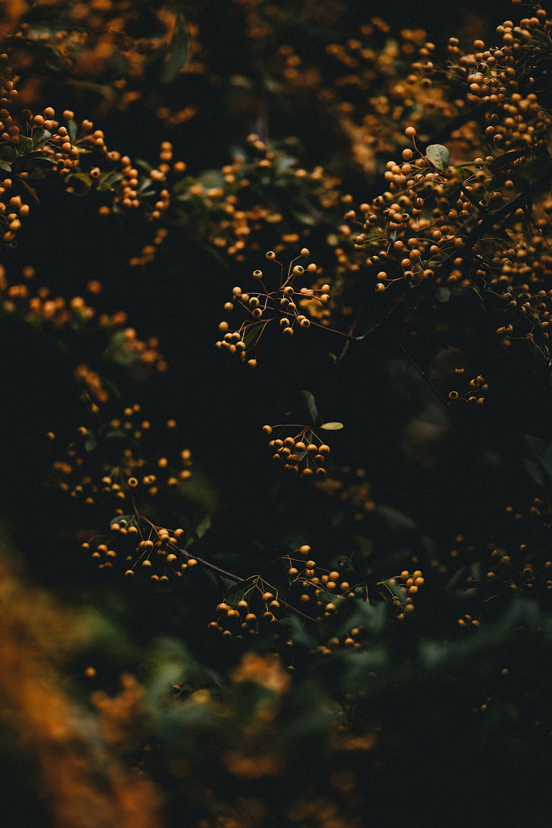 branches, berries, plant, macro, yellow, HD phone wallpaper
