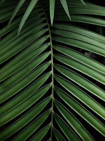 Leaf, palm, branch, green, tropical, HD phone wallpaper | Peakpx