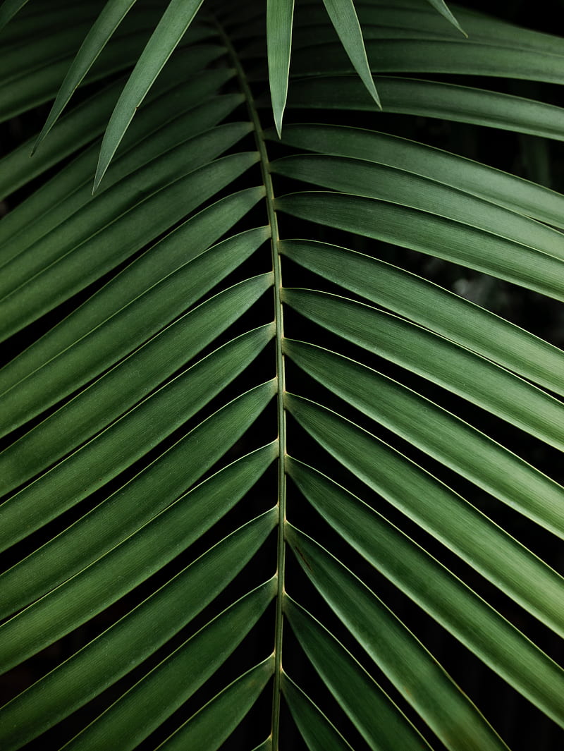 leaf, branch, palm, plant, green, HD phone wallpaper