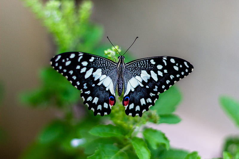 shallow focus of black and white butterfly, HD wallpaper