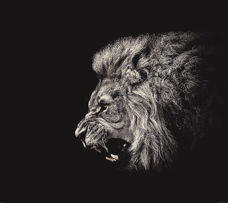 lion face roar background