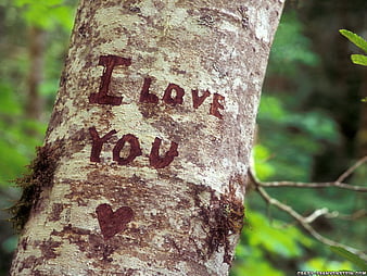 I love you-Valentine, leaves, green, brown, letters, heart, writing, i love  you, HD wallpaper | Peakpx