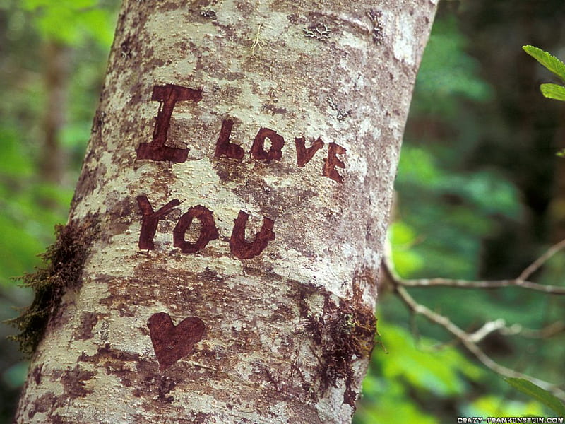 I love you-Valentine, leaves, green, brown, letters, heart, writing, i love you, tree trunk, HD wallpaper