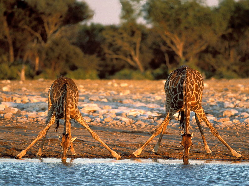 Thirsty giraffes (Etosha, Africa), water, giraffes, two, africa, HD wallpaper