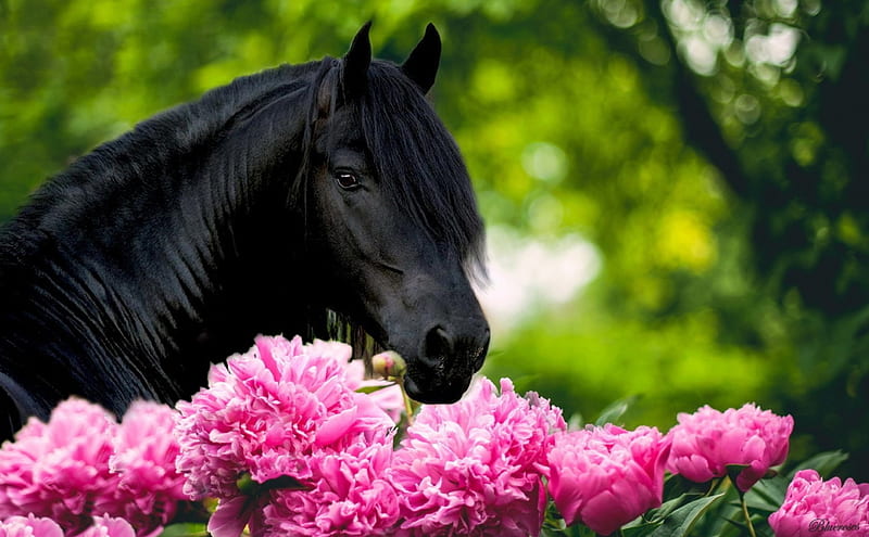 Beauties!, head, background, black, hq, park, horse, peonies, green, flowers, nature, pink, HD wallpaper