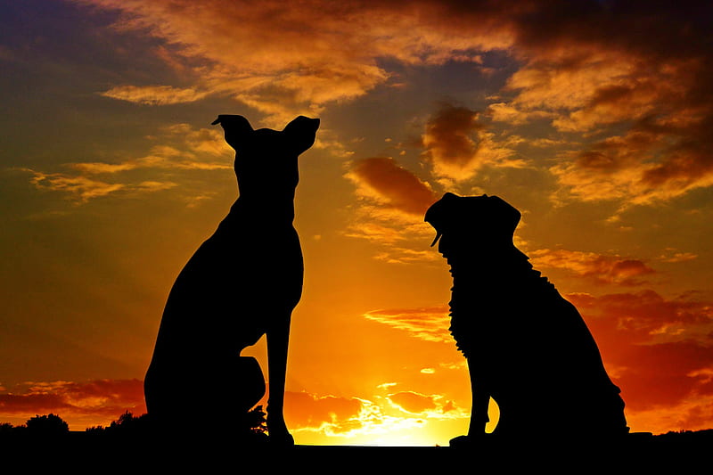 Dogs Silhouette , dogs, animals, silhouette, graphy, HD wallpaper
