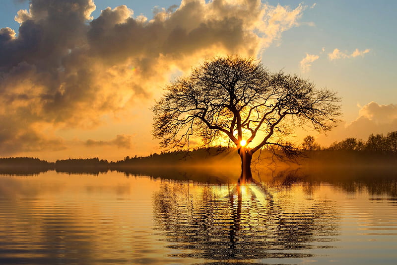 Lonely Tree at Sundown, Water, Sky, Clouds, Lake, Tree, HD wallpaper