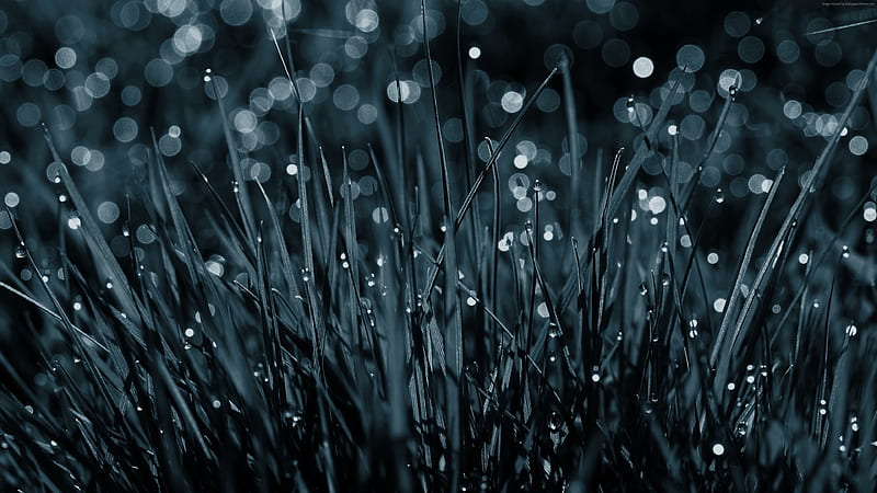 Dew Drops On Grass, dew, grass, nature, HD wallpaper