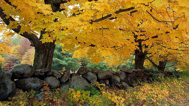 Autumn Maples near Old Stone Wall, autumn, maple, bonito, wall, tree, gold, stone, nature, season, HD wallpaper