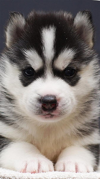 husky puppies with blue eyes