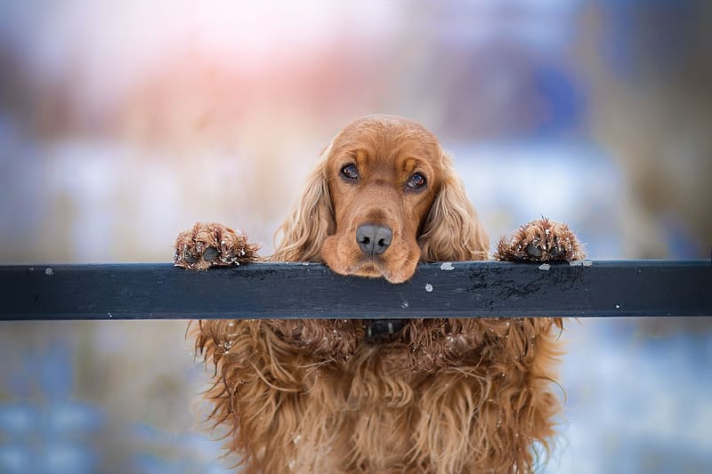 :), fence, iarna, caine, winter, dog, white, cocker spaniel, rural life, country, sad, brown, paw, HD wallpaper
