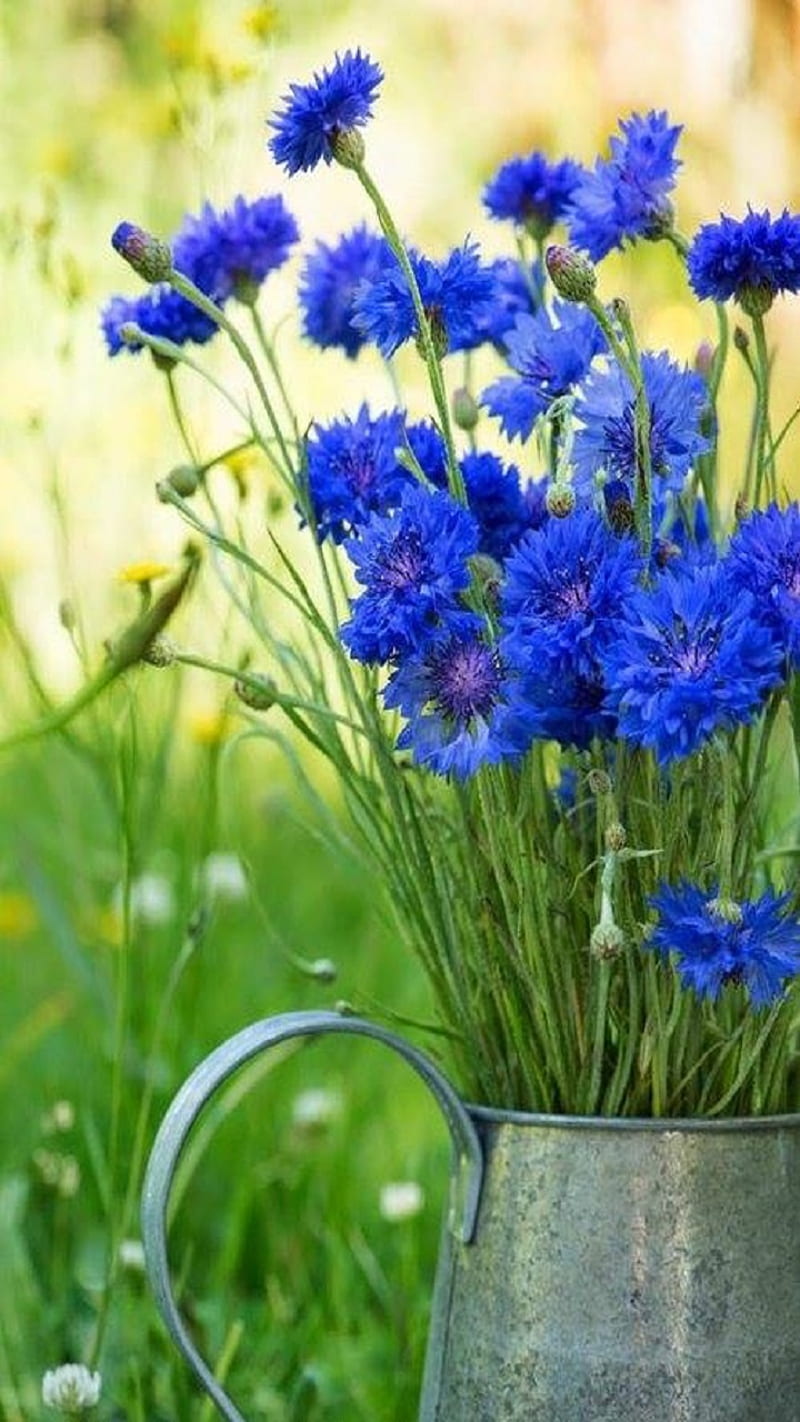 Cornflowers, blue, HD phone wallpaper