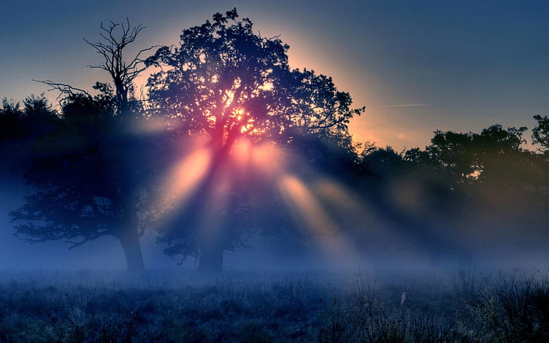 A New Day, sun, landsccapes, grass, background, fog, sundown, nice, multicolor, bright, wood, dawn, brightness, smoky, pais, sunrays, purple, violet, white, beautiful, cold, leaves, roots, fields, smoke, scenery, blue, night, paisagem, dark, day, nature, branches, pc, scene, foggy, high definition, cenario, lightness, scenario, shadows, beauty, forests, sunrise, morning, , cena, black, trees, sky, panorama, cool, awesome, new, colorful, gray, sunny, darkness, sunsets, grove, pink, light, amazing, view, colors, leaf, colours, frozen, HD wallpaper