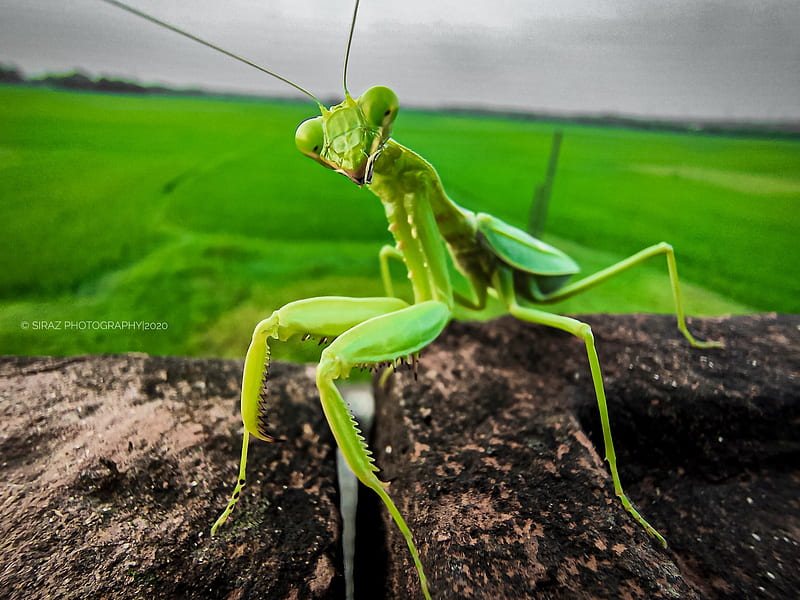 Insect grasshopper, green, micro, mobile, graphy, praying, realme, sea, siraz, HD wallpaper