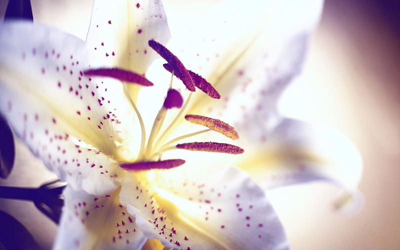 lily petals stamens light-Flowers Macro, HD wallpaper