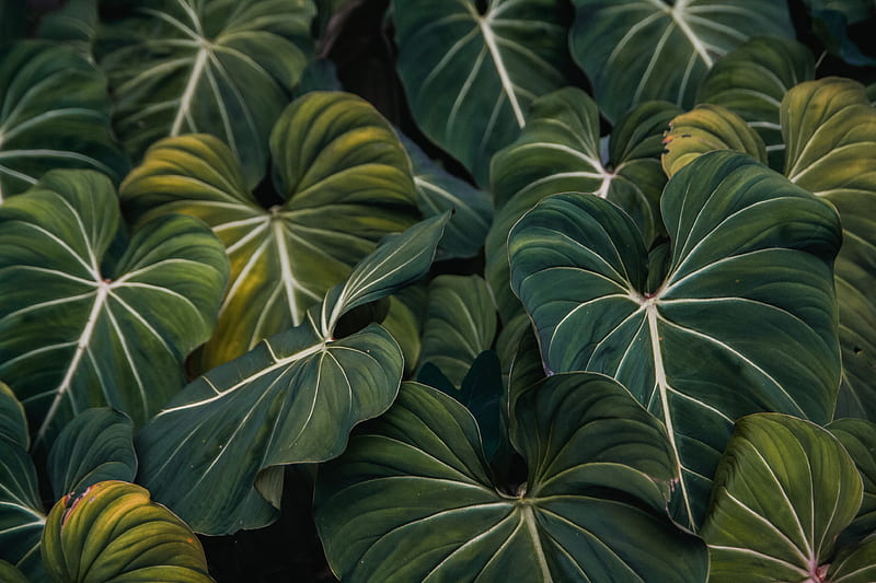 green taro plants, HD wallpaper