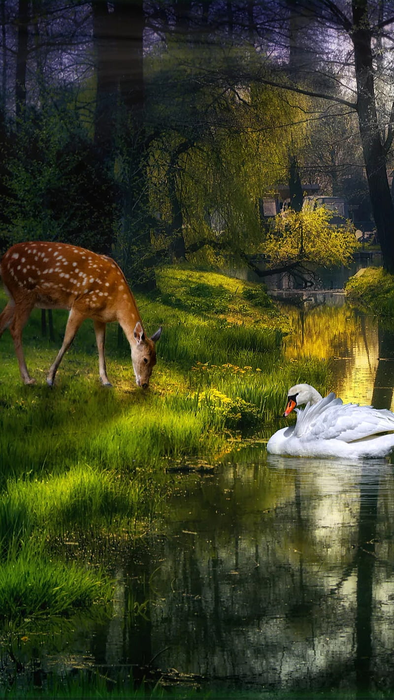 Hungry deer, animals, cute, eating, forest, grass, river, white duck, HD phone wallpaper
