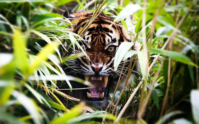 Eyes of a Tiger, Tiger, Jungle, Animals, Eyes, HD wallpaper | Peakpx