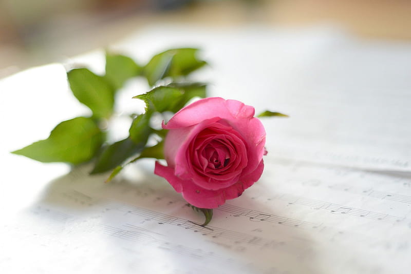 All That is more handsome, I have seen on you., pink rose, lovely, notes,  music, HD wallpaper | Peakpx