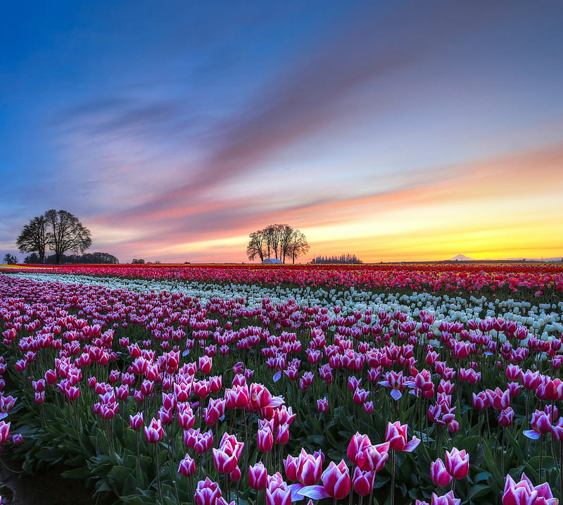 Field Of Tulips, evening, sunset, trees, HD wallpaper