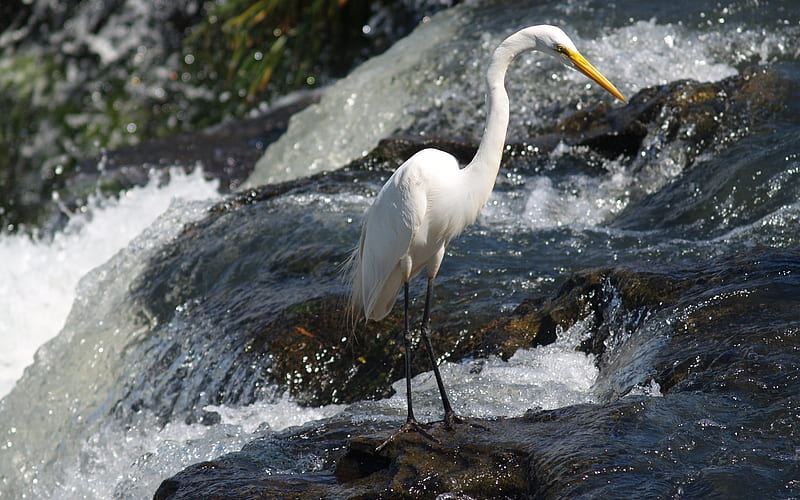 Egret on Iguazu Falls, waterfall, bird, heron, egret, HD wallpaper