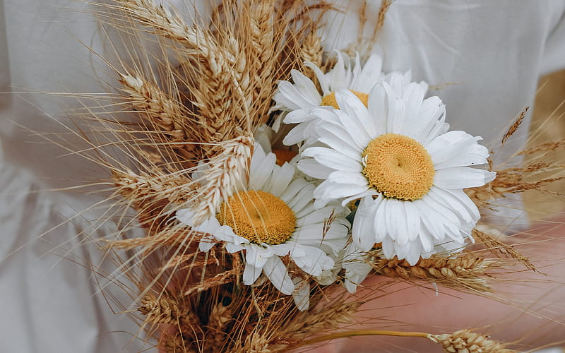 chamomile in hands, white dress, wildflowers, chamomile, wheat ears bouquet, chamomile bouquet, HD wallpaper