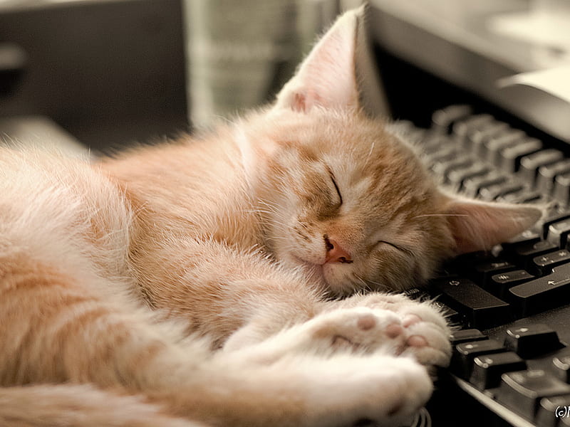 Sleeping cat on keyboard, feline, sleep, keyboard, cat, kitten, pc, animal, sweet, HD wallpaper