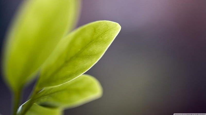 Leaf, plant spring, abstract, softness, leaves, graphy, green macro