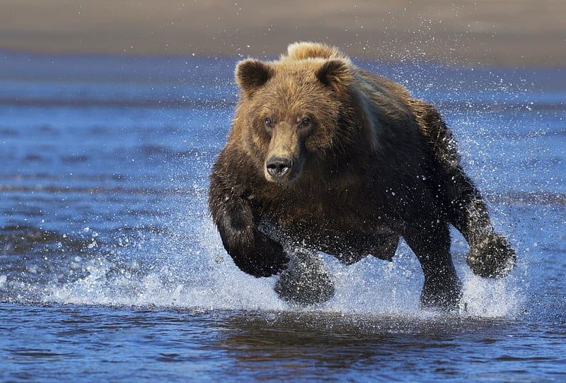 Bear, water, run, animal, HD wallpaper