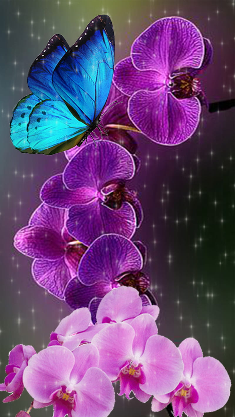 Orchid Wallpaper HD Free Download  PixelsTalkNet