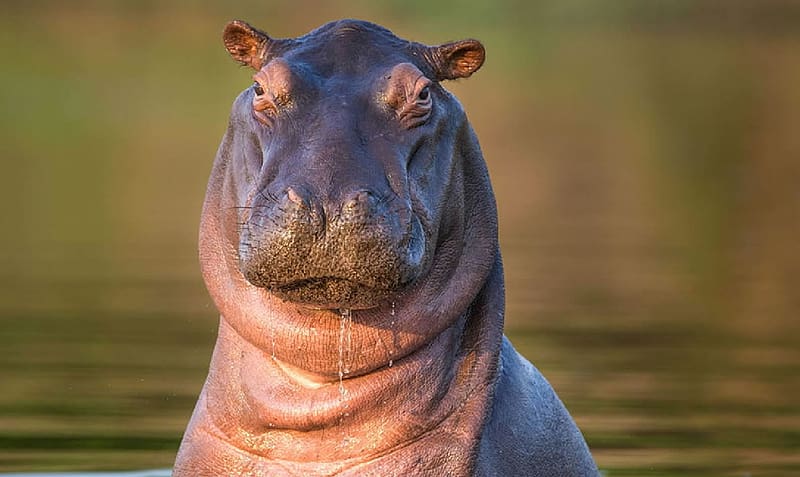 hippo HD wallpapers, backgrounds
