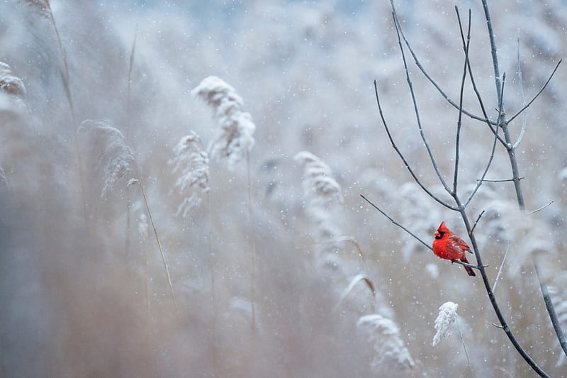 Cardinal in Snowstorm, Storms, Snow, Nature, Winter, Blizzard, Birds, Cardinals, HD wallpaper