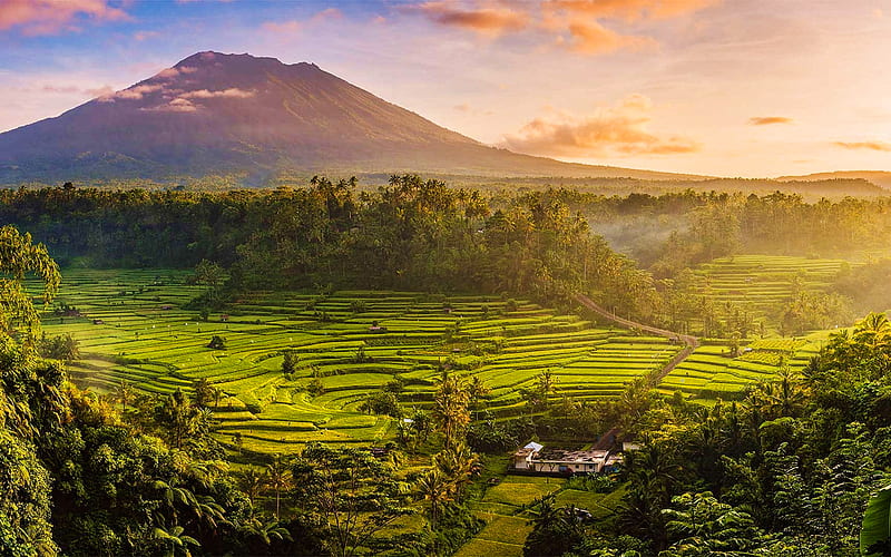 Bali, rice fields, sunset, summer, Indonesia, beautiful nature, Asia, HD wallpaper