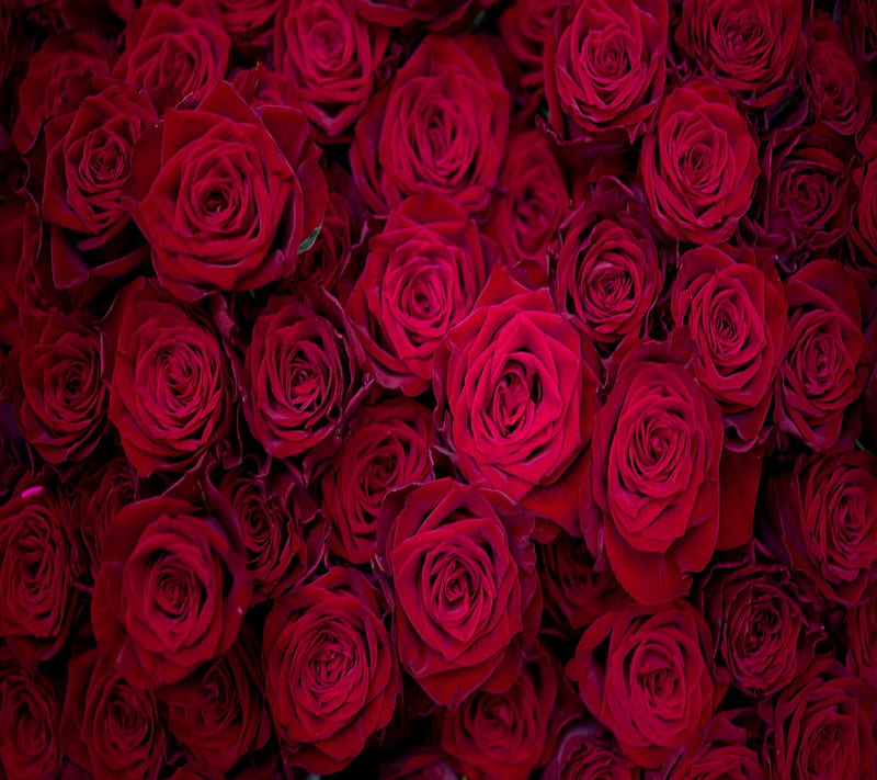 Red Roses, red, roses, HD wallpaper | Peakpx