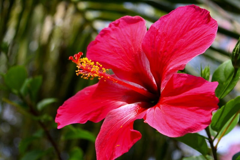 SALUTE to SPRING, flower, red, spring, hibiscus, HD wallpaper