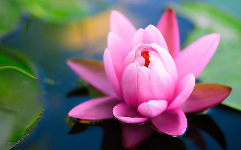 Pink Water Lily, water lily, flowers, nature, one flower, pink, HD wallpaper